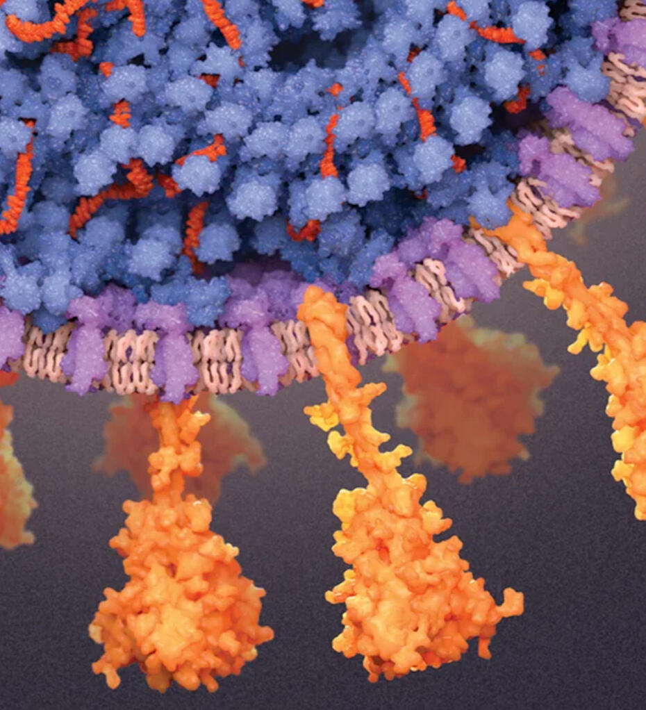 Image of Outer Proteins